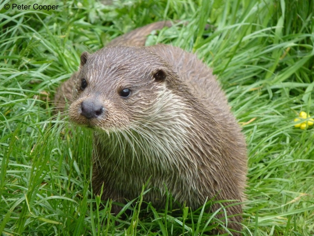 http://www.rsb.org.uk/images/Otter.jpg