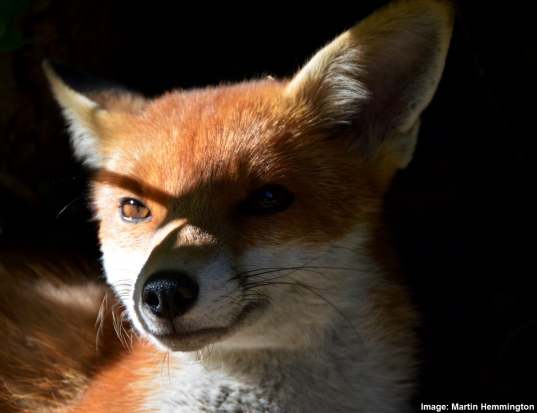 The fantastic red fox | Royal Society of Biology blog