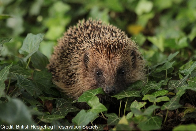 http://www.rsb.org.uk/images/hedgehog.jpg