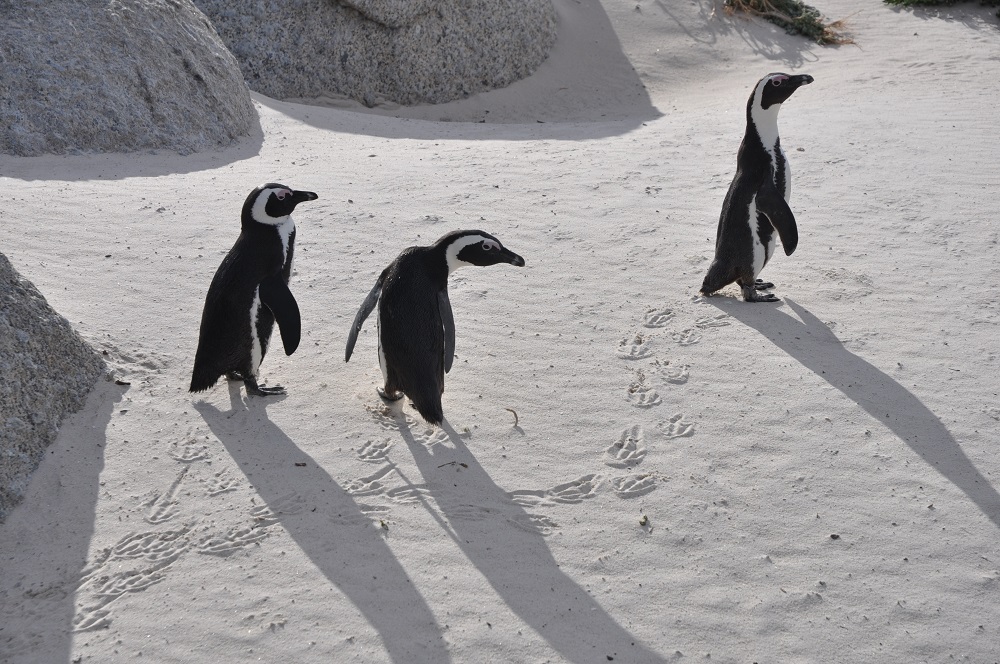 Boulders Beach penguins