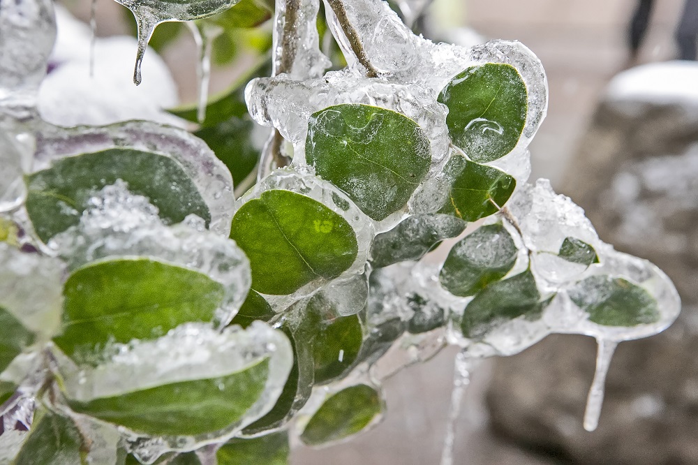 Frozen plant