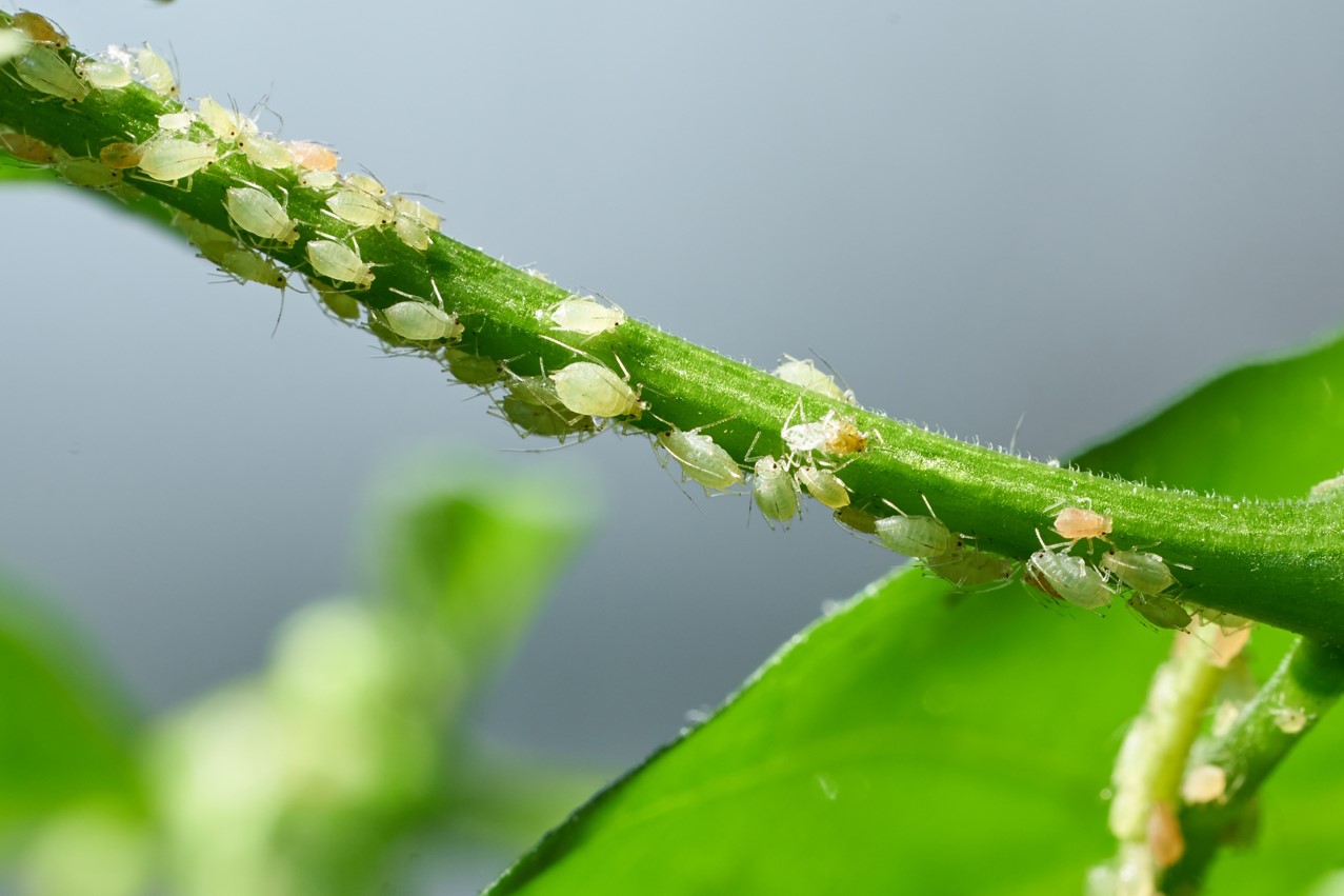 aphid