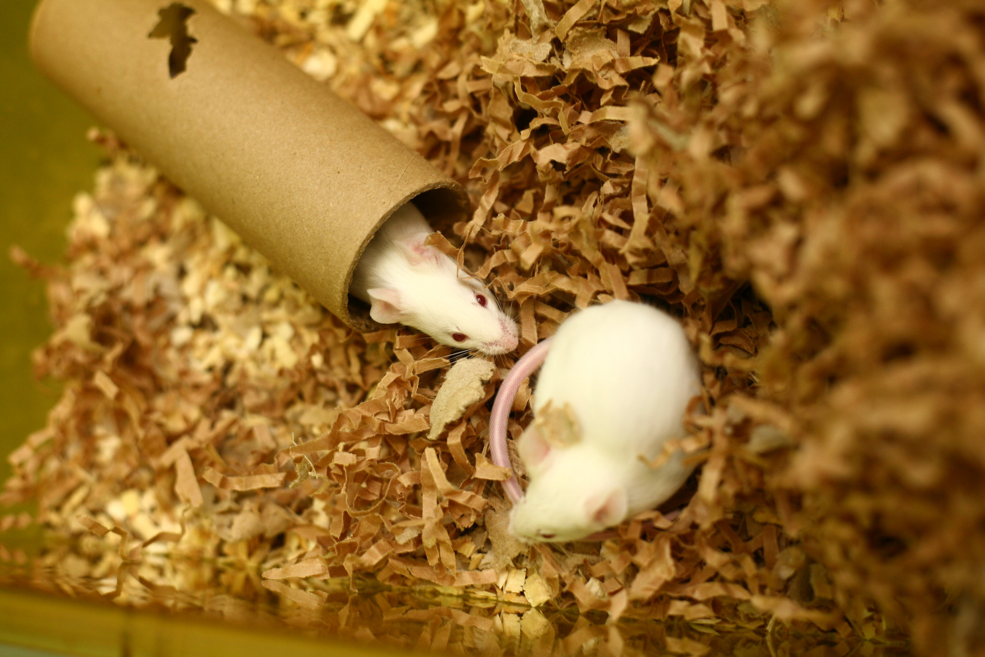 white mouse pair in cage with cardboard tube