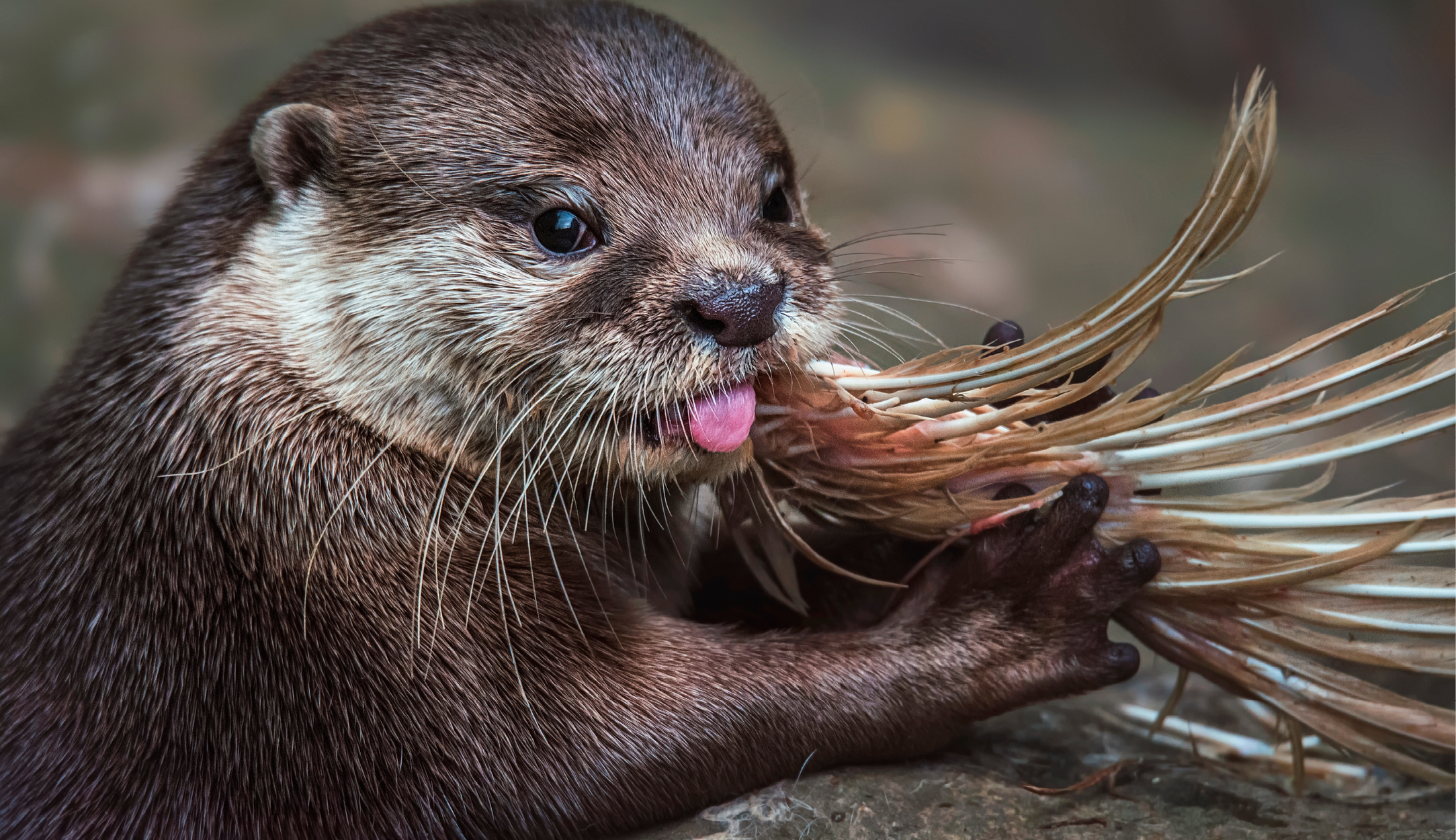 Otter named UK’s favourite freshwater species in Biology Week poll.