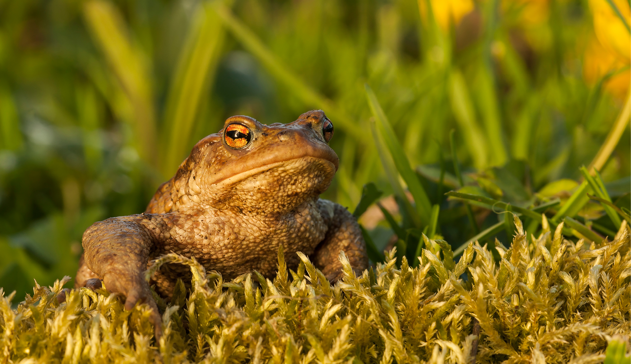 Toad