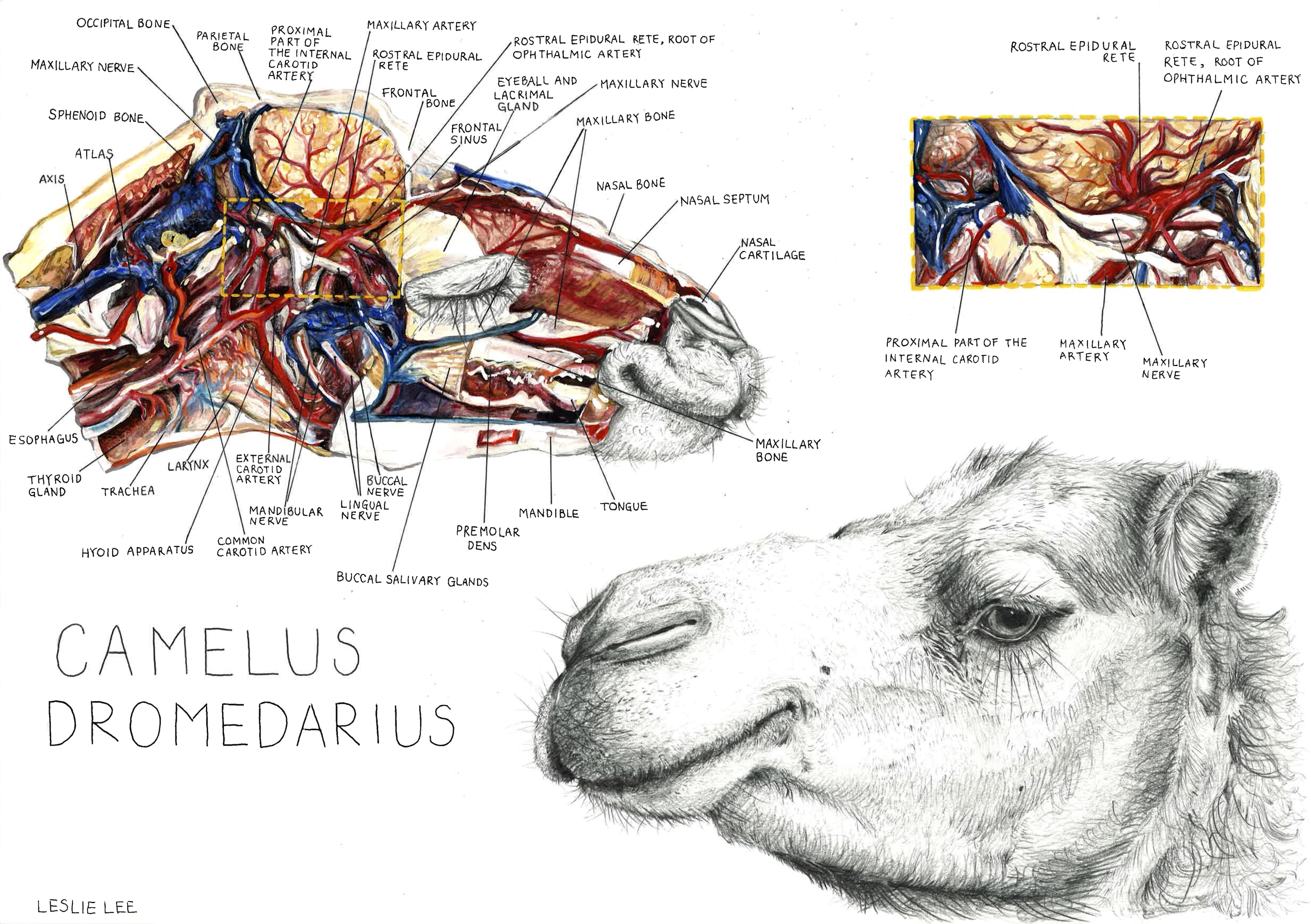 “Stunning” anatomical drawing of dromedary camel amongst winners of