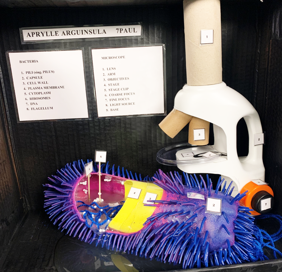 Microscope and Bacteria cell model
