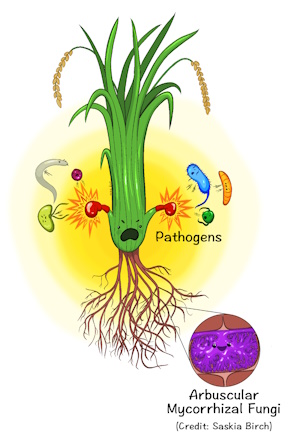 AM symbiosis