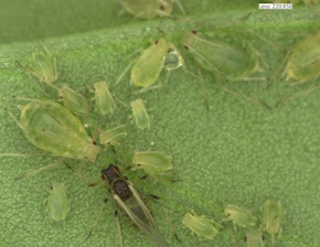 Aphids resize