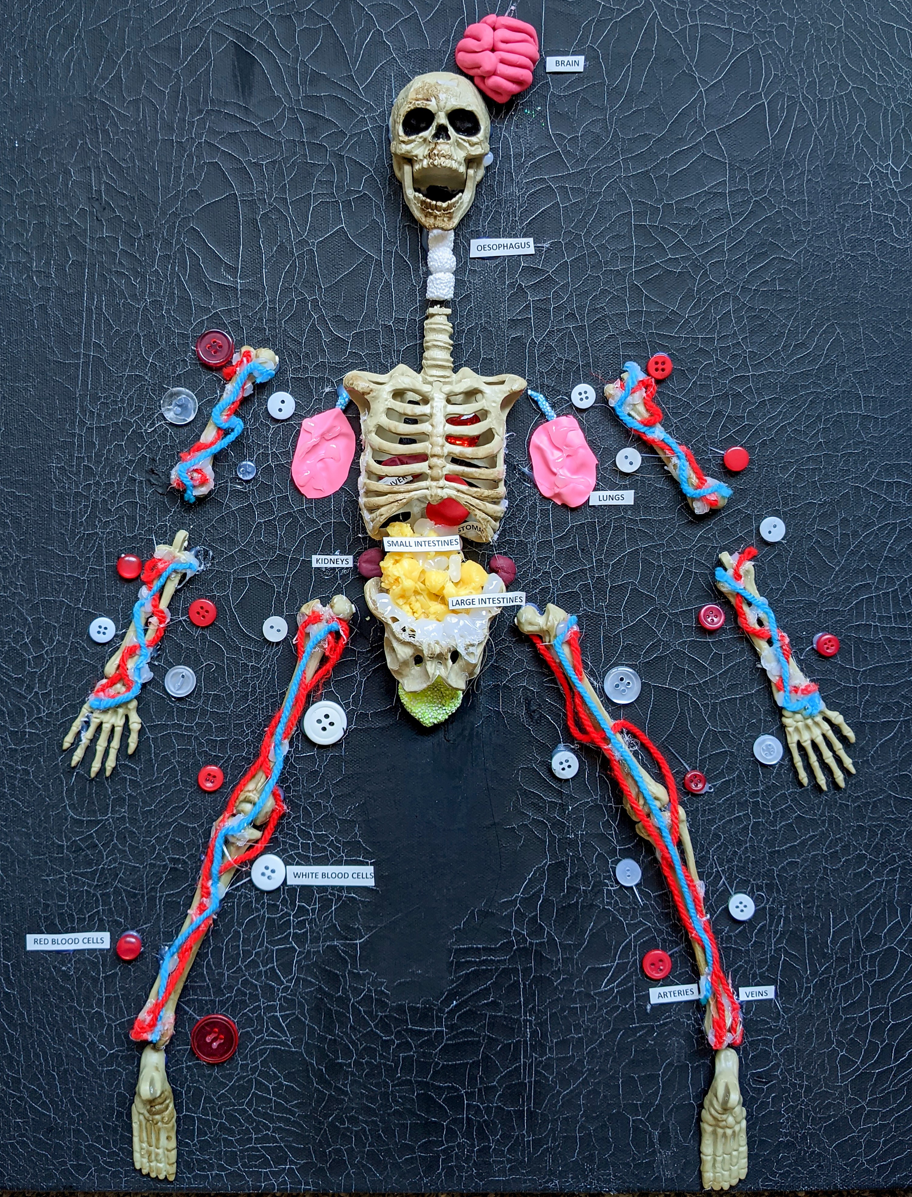 Inside the Human Body An Exploded View