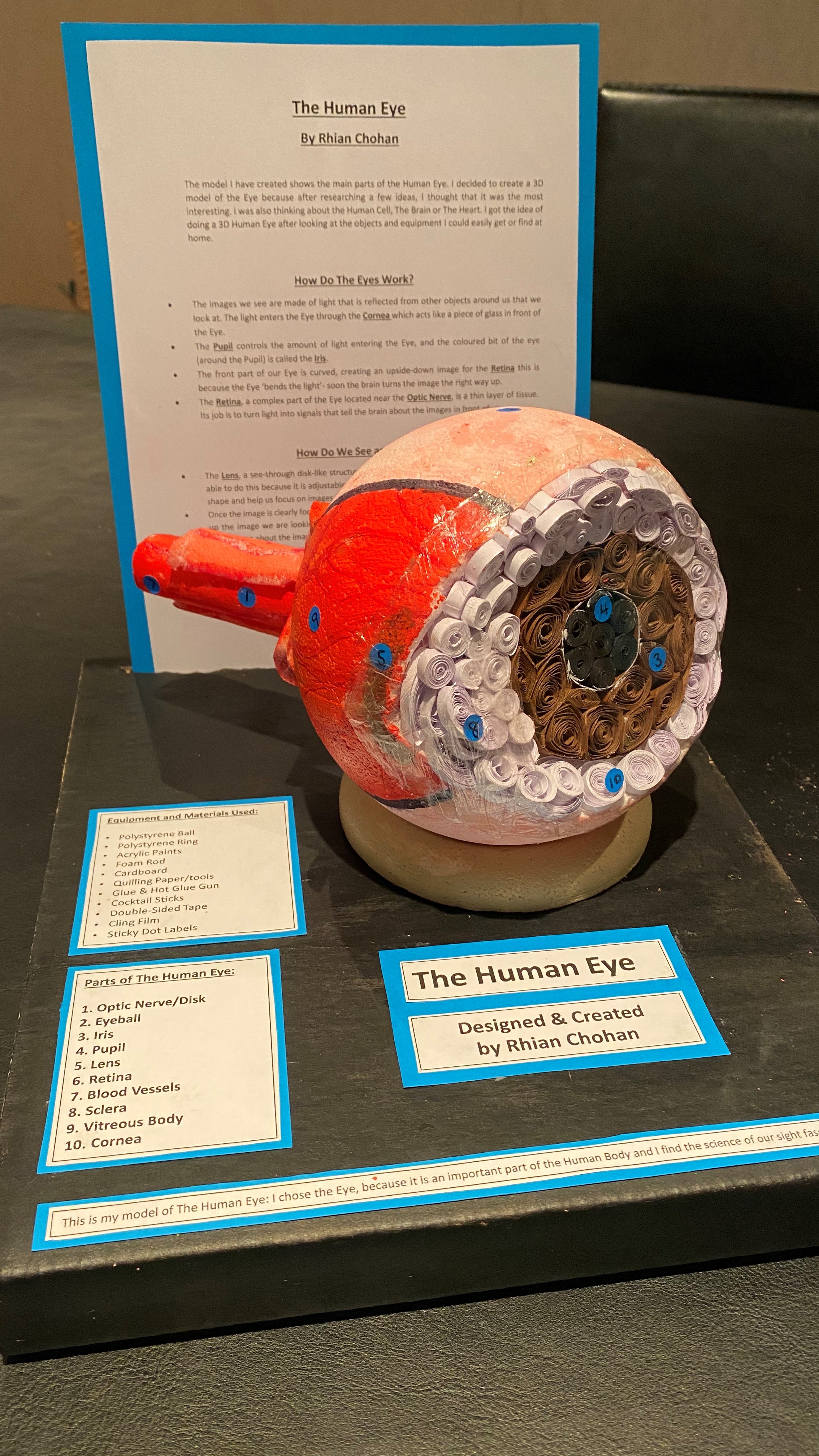 The Human Eye