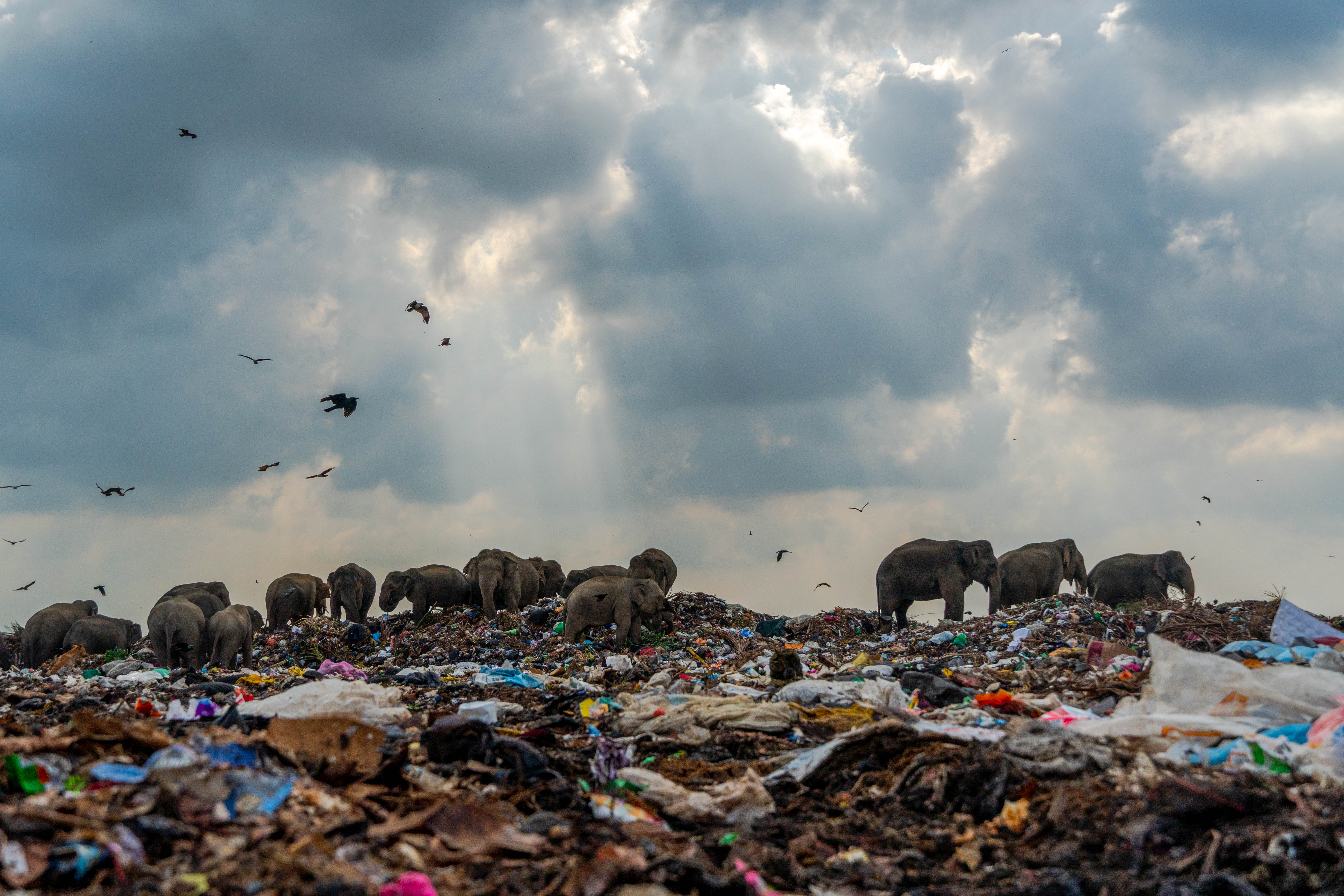 PC01 Dangerous garbage eating elephants