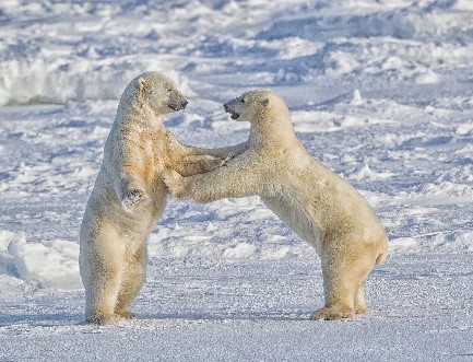 polar bears