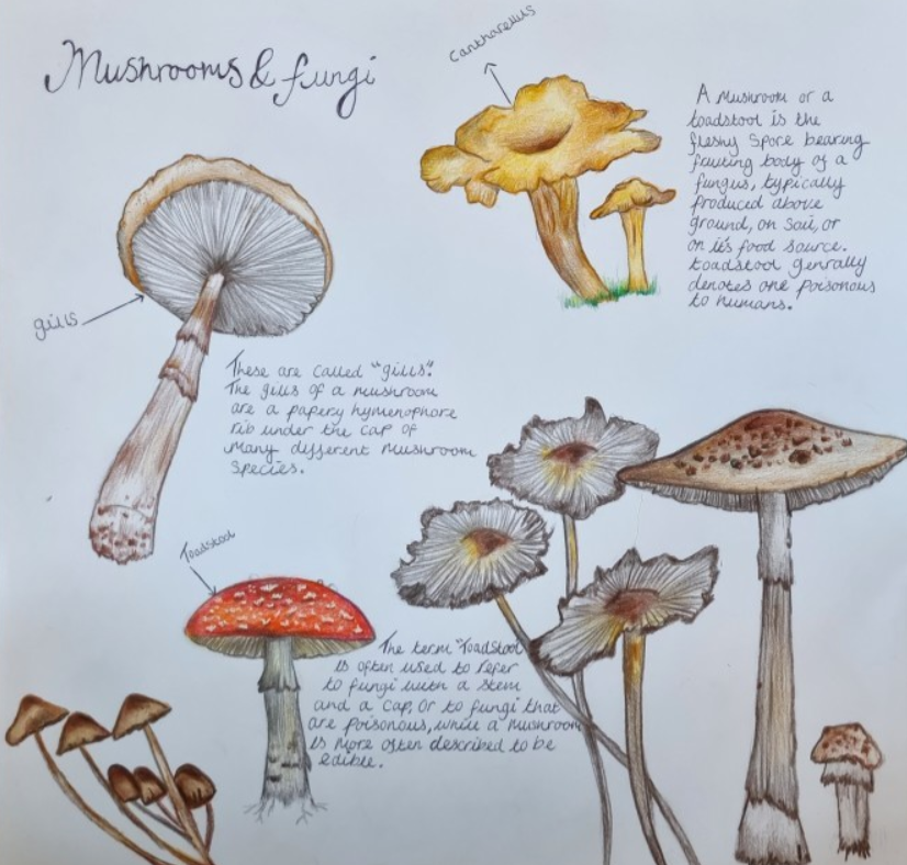 mushroom