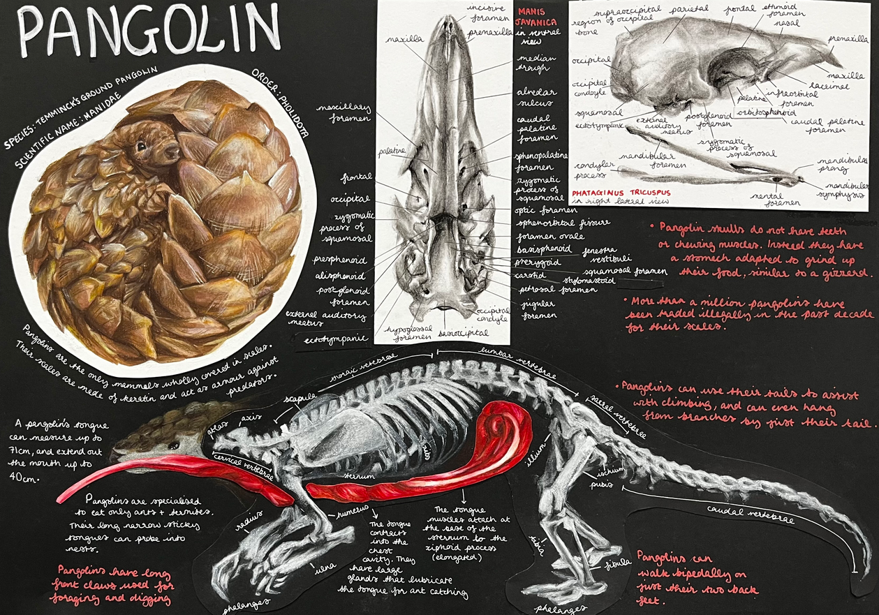 pangolin