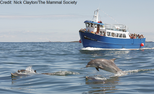 Bottlenose dolphin