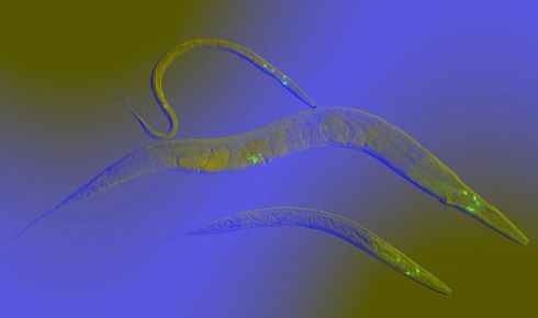 C.elegans