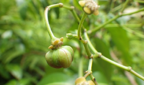 C4 Euphorbia herbistii Maggie Sporck