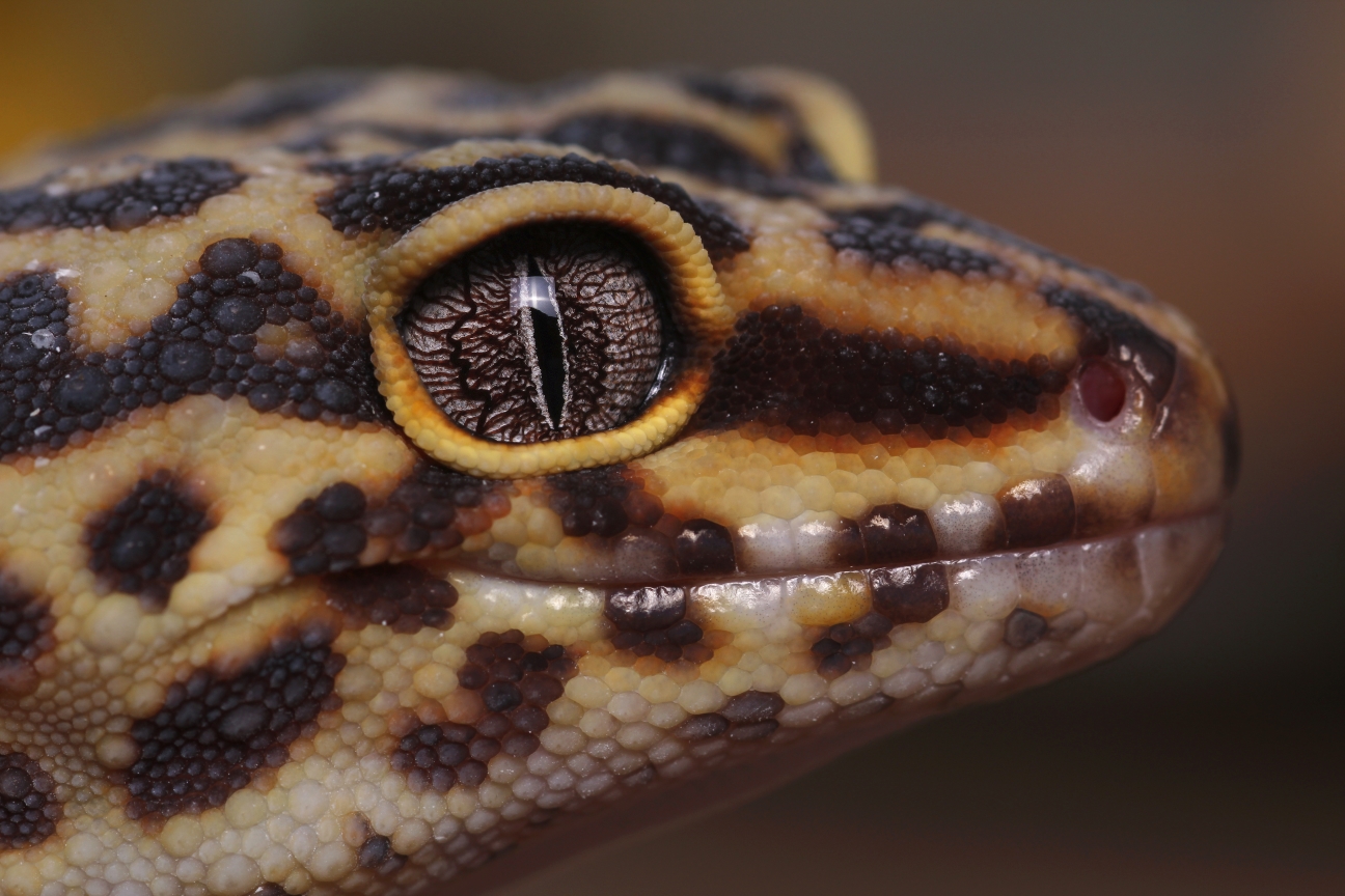 PC07 Leopard Gecko FINAL