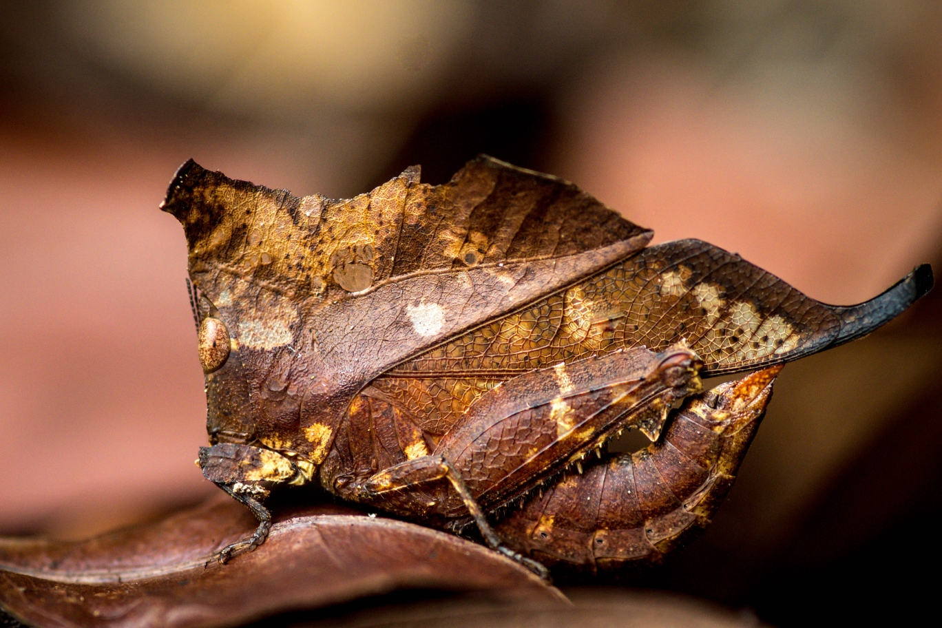 PC21 Dead leaf or almost FINAL