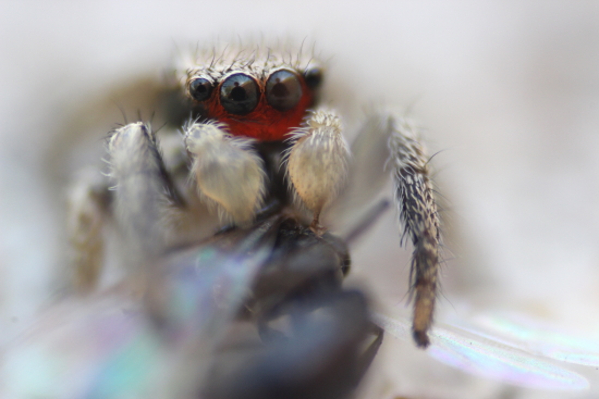 Jack Settle Jumping Spider Eats Insect 2