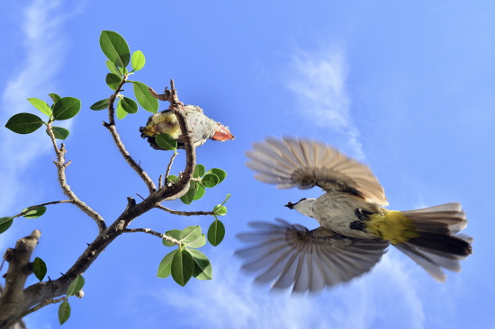 Kim Chong Keat Feeding Young 2