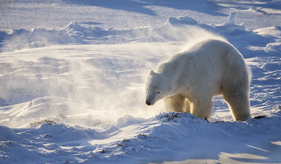 PC08 Male polar bear shaking off snow
