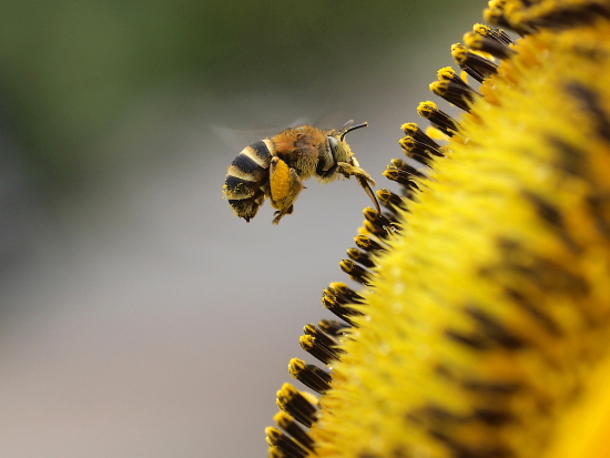 Putu Sudiarta Hunting nectar 2