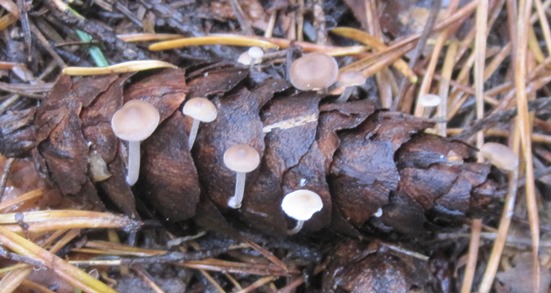 Conifer conecap Baeospora myosura growing on larch or spruce cone