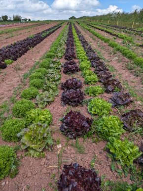 Crops resize