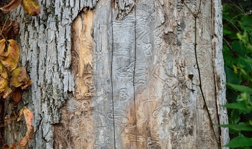 Damaged ash tree