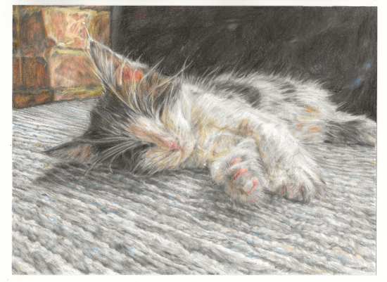Drawing of a cat sleeping, lying on its side on a carpeted floor