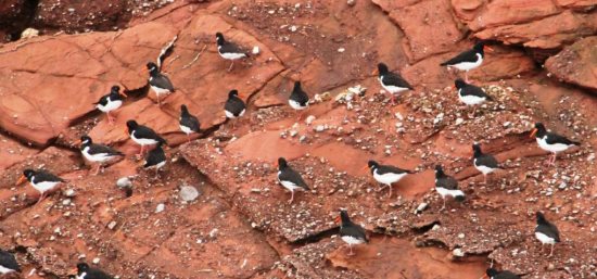 DC-birds Oystercatchers