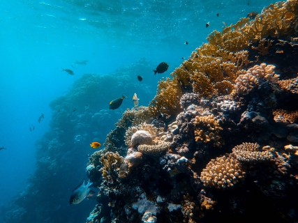 Why protect ocean biodiversity