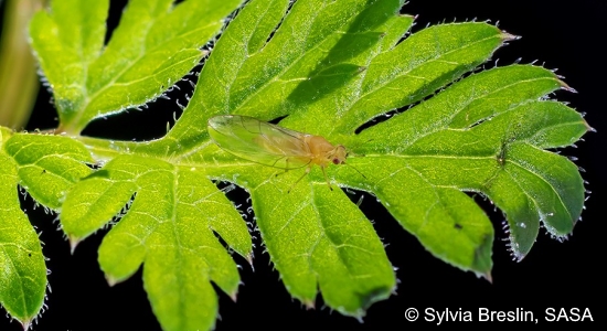 An insect vector of a plant disease