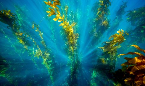 Horizon scan Kelp