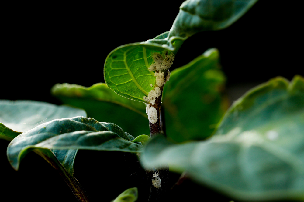 Mealybug