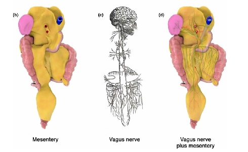 Mesentery 2