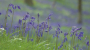 Bluebells 90