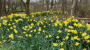 Daffodils 90