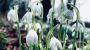 Snowdrops 90