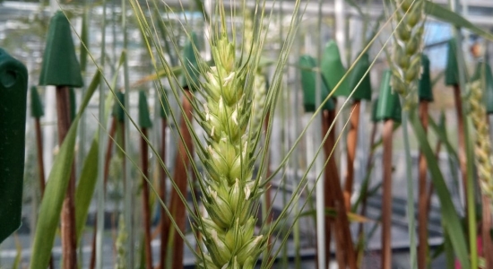 Wheat affected by Fusarium head blight