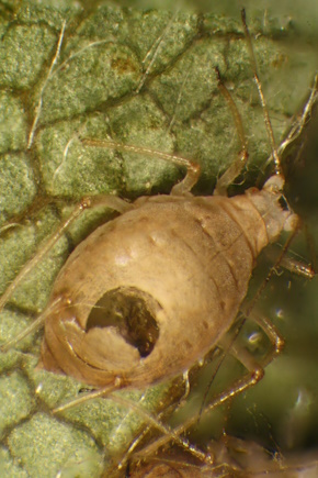 Parasitised aphid resize