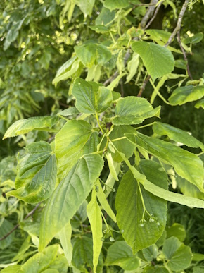 Plants resize