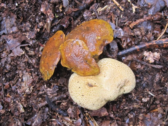 Pseudoboletus parasiticus growing on Scleroderma citrinum