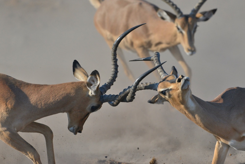 Impala Fighting Barbara Stanley