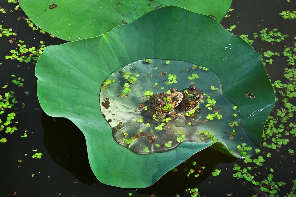 Mating Darpan Basak