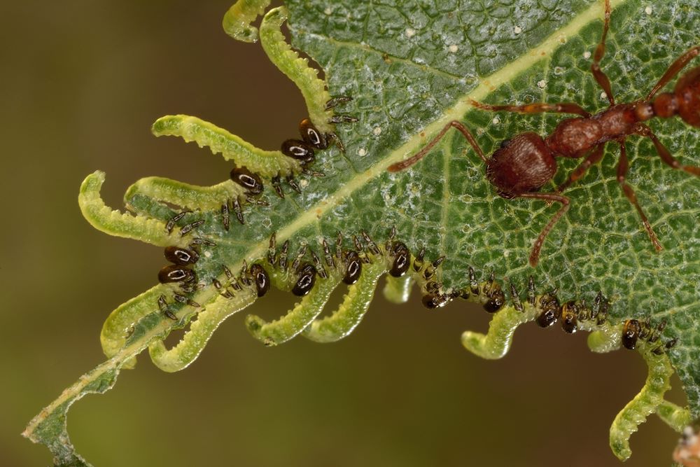 Red Ant Scared Off By Sawfly Caterpillars Anthony Cooper