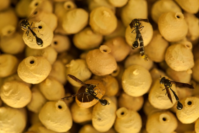 Thomas-Endlein-Parental-Care-In-Parasitoid-Wasps