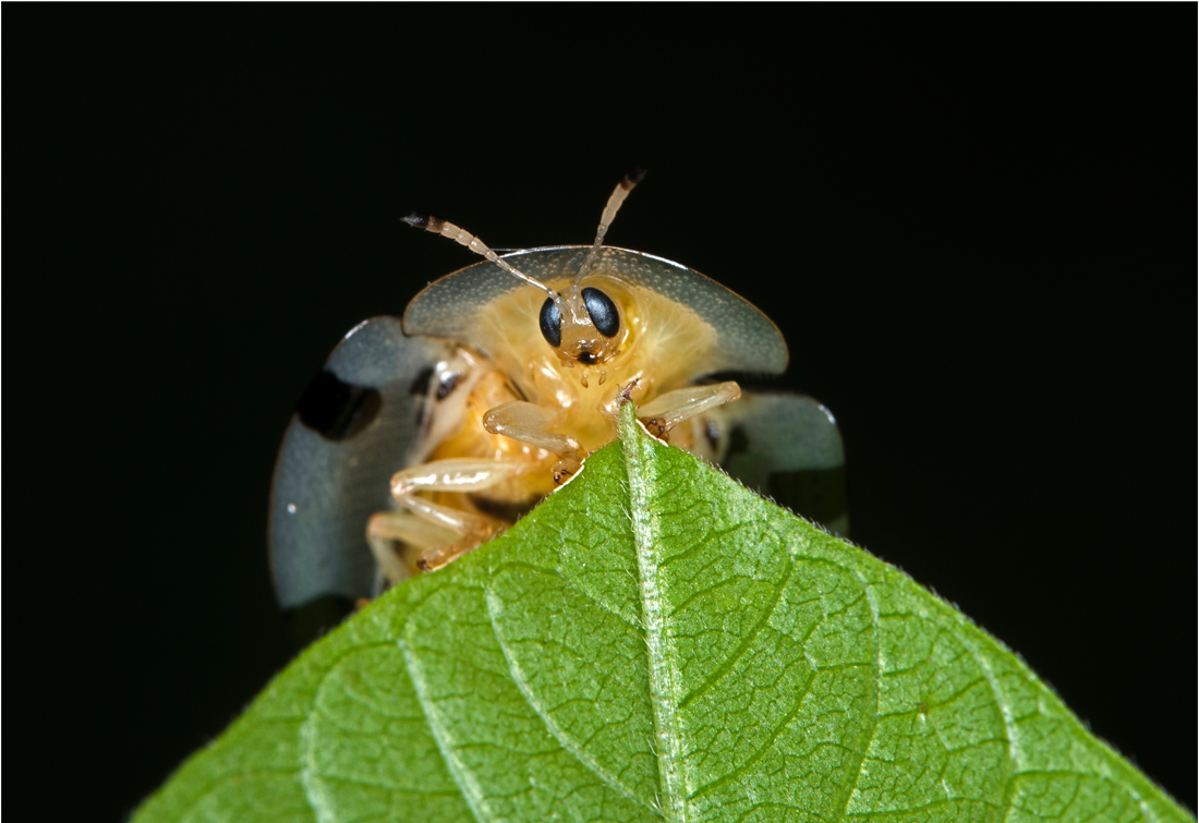 Tortoise Shell Beetle Partha Pratim Saha